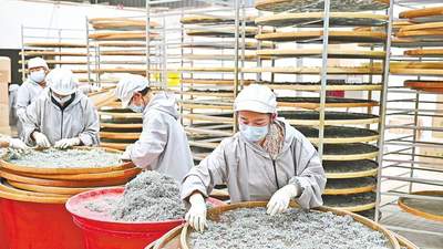 来凤藤茶香飘世界 多元活动邀您共赴茶韵之约