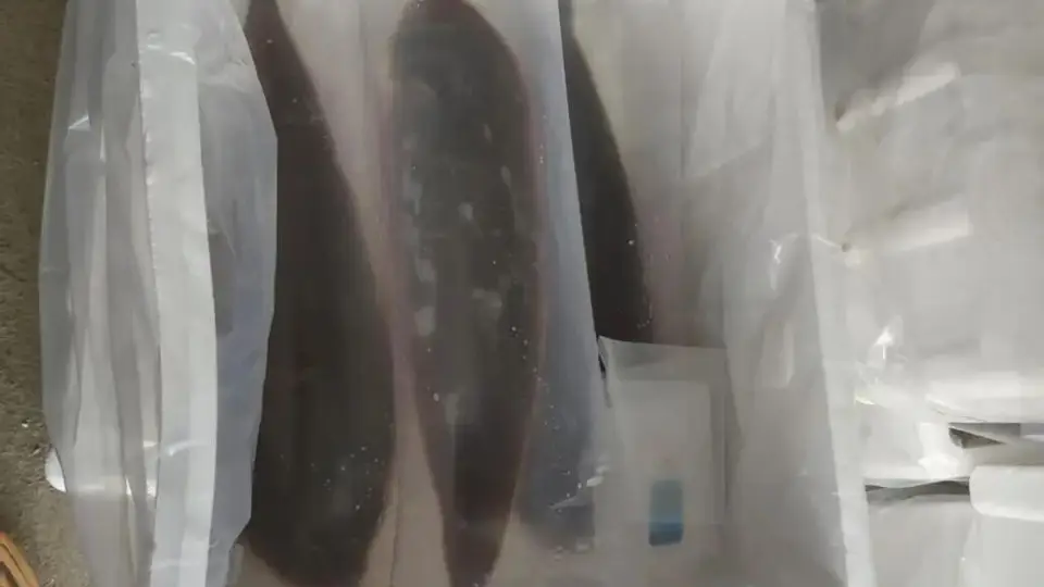 科普丨活鱼也能长途“睡”着运？不用麻药，一觉直达餐桌
