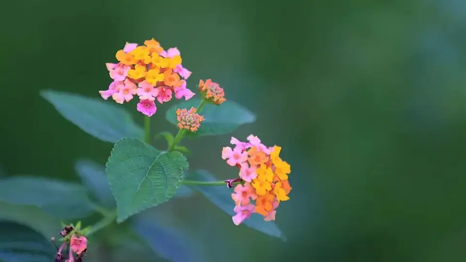 南昌早高峰地铁遇窘境 随身水果纸袋漏袋惹出尴尬一幕