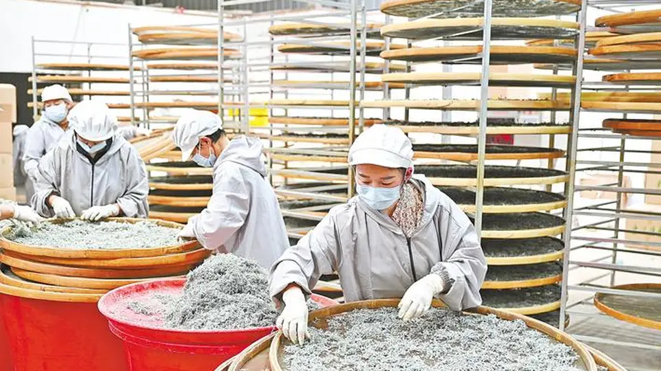 来凤藤茶香飘世界 多元活动邀您共赴茶韵之约