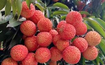 夏日微醺秘诀揭秘：学会泡荔枝酒的方法 !