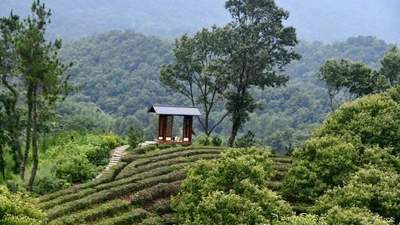 桐柏山・归元愈境：禅茶疗愈之旅启幕