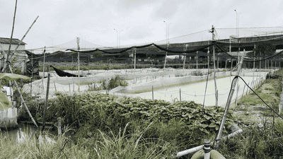牛蛙养殖用药乱象引关注 从业者称全程不用药恐绝收 南方多地多抗生素混用甚至含禁药