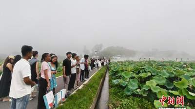 江西广昌“接天莲叶”图景吸引海内外游客