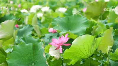 各地花样文旅活动激活夏日消费热情 众多特色活动你喜欢哪一项
