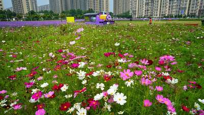 来通州永顺紫蝶花境赴夏日之约 花海露营咖啡打卡超有氛围感
