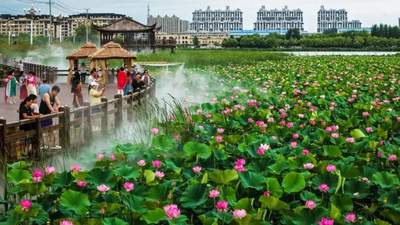 镇赉南湖湿地公园雨后荷塘焕新 游客漫步栈道沉浸式赏荷享夏日闲情