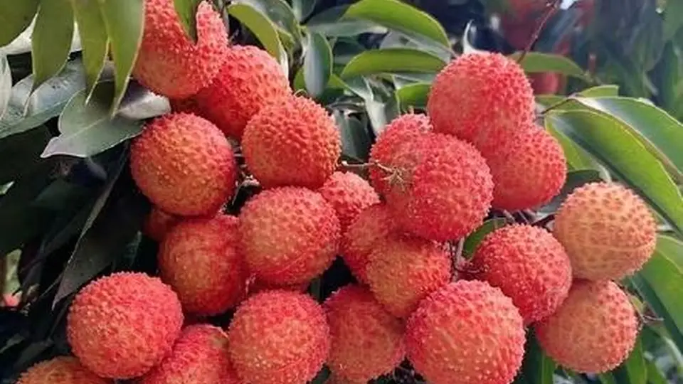 夏日微醺秘诀揭秘：学会泡荔枝酒的方法 !