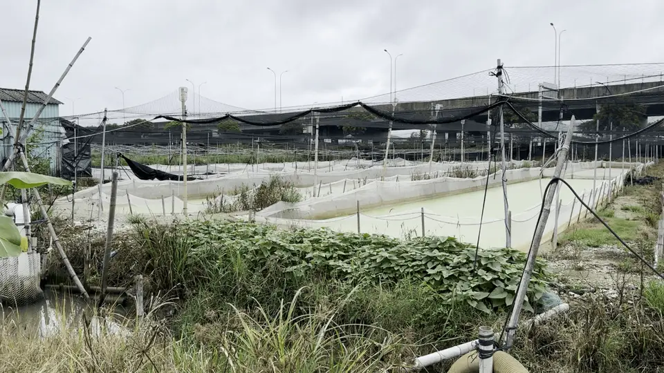 牛蛙养殖用药乱象引关注 从业者称全程不用药恐绝收 南方多地多抗生素混用甚至含禁药