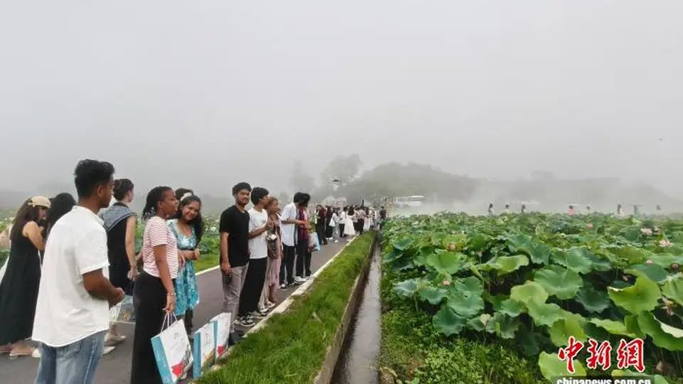 江西广昌“接天莲叶”图景吸引海内外游客