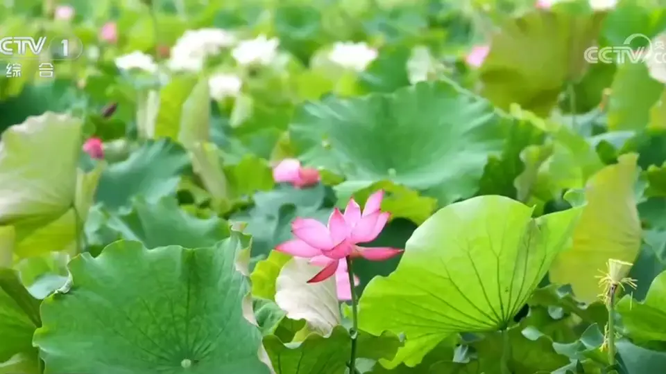 各地花样文旅活动激活夏日消费热情,众多特色活动你喜欢哪一项