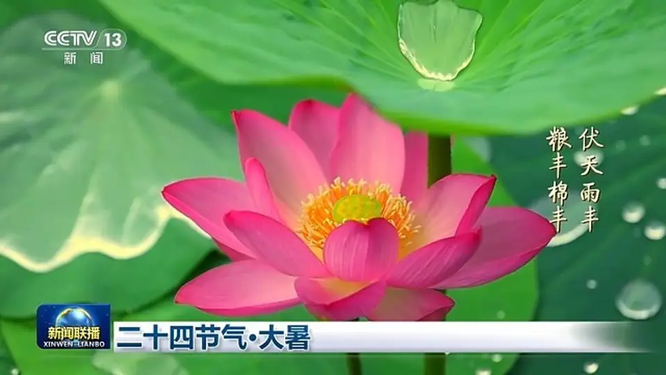 大暑时节赴多元文化活动 共赏盛夏自然景致与传统韵味