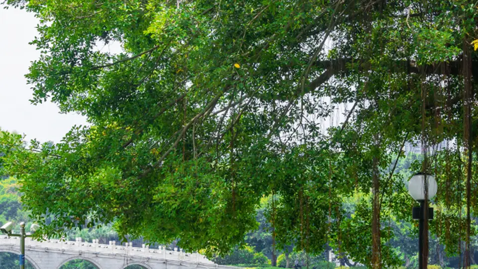 周末来江门这些公园 解锁森林氧吧多元体验共赴夏日之约