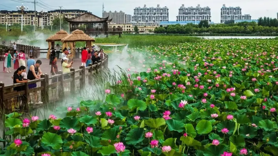 镇赉南湖湿地公园雨后荷塘焕新 游客漫步栈道沉浸式赏荷享夏日闲情