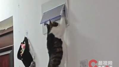 小猫被吵醒后拉下电闸报复主人！主人：视频属实，我换灯时学会了