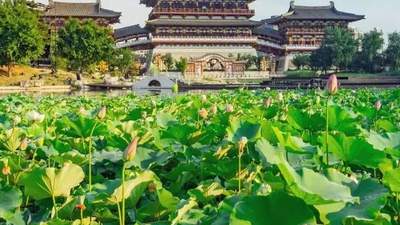 洛阳夏日赏荷地图上线！