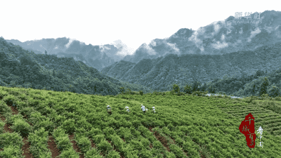千城百县看中国｜湖南张家界：一叶莓茶带富一方人