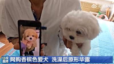 哈尔滨男子花1400元网购香槟色小狗 守商家“七天不洗”承诺后洗澡变色 联系不上卖家维权遇难题