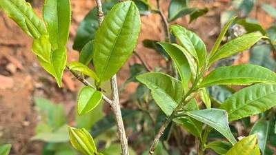 在南糯山爱尼村寨跟着茶农体验制茶 逛勐海茶山解锁多元茶文化活动