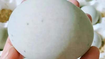 皮蛋被评恶心榜首？到底吃多少才会铅中毒？