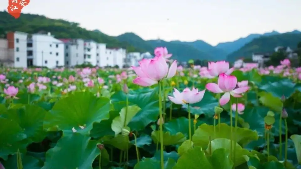 早安浦江丨半夏荷开，大美嵩溪
