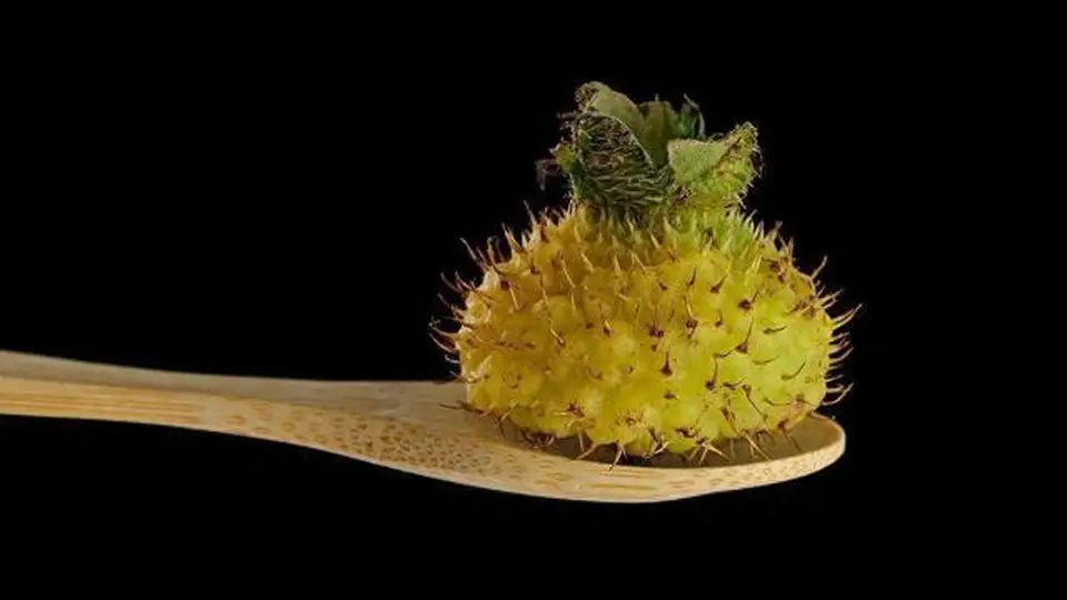刺梨！它是水果界的维C天花板，云贵高原宝藏水果营养解析