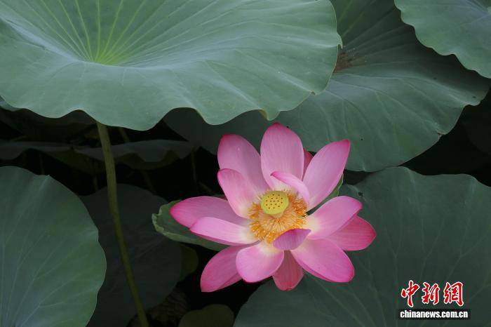 浙江绍兴：莲花盛放美如画 游人泛舟赏景