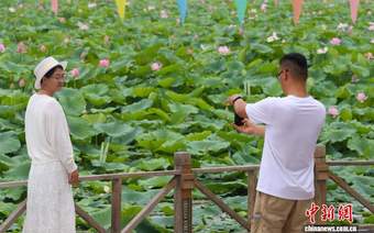 宁夏银川鸣翠湖荷花绽放引游人