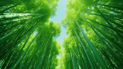 老舍：避 暑