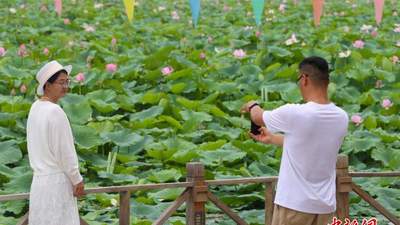 宁夏银川鸣翠湖荷花绽放引游人