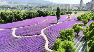 藏在黄河臂弯里的四季花海,永靖小众秘境治愈力满分
