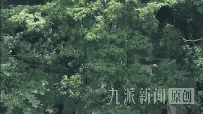 栾川竹海野生动物园新亮点：透明玻璃观虎隧道即将开业