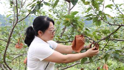 贵州独山百泉湖村“绿宝石”梨园开启自助采摘模式 果香迎接八方客