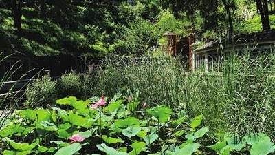 百望山森林公园：夏日清凉秘境，市民避暑新选择