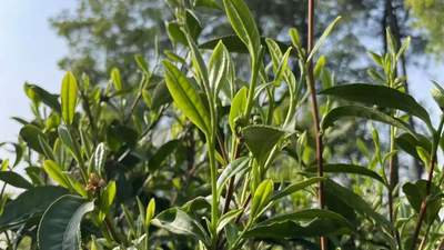 来惠明茶多元体验活动 亲手感知五泡留香的凤羽般佳茗风味