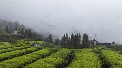 桑植白茶：一盏醇香里的山河岁月