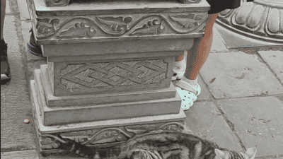 西安大兴善寺网红猫石像人气旺被游客摸亮 景区澄清无历史是后期修缮