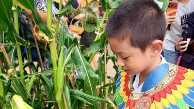 人民广场上博一号甜玉米体验超火爆 广东福建游客专程赶来 掰玉米现场解锁多元参与乐趣