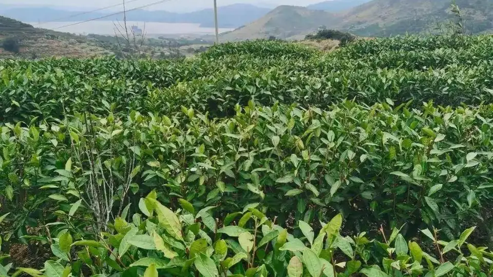 从一芽难求到连梗带叶皆是宝 温州抹茶带来“海的味道”