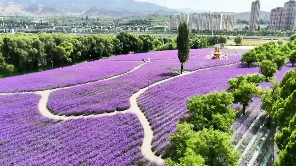 藏在黄河臂弯里的四季花海,永靖小众秘境治愈力满分
