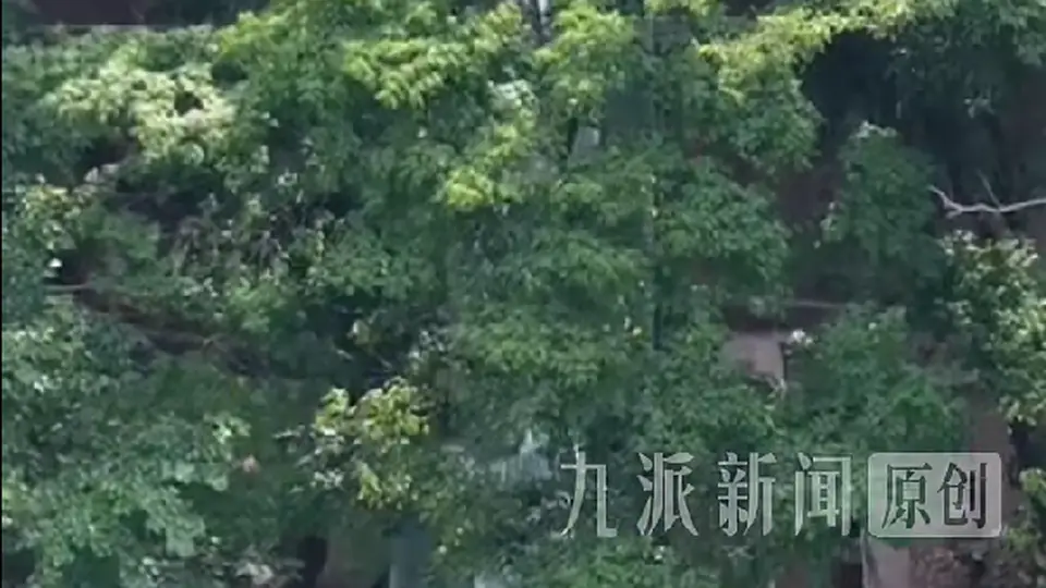 栾川竹海野生动物园新亮点：透明玻璃观虎隧道即将开业