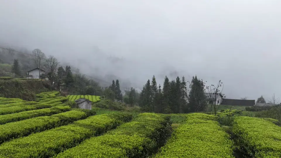 桑植白茶:一盏醇香里的山河岁月