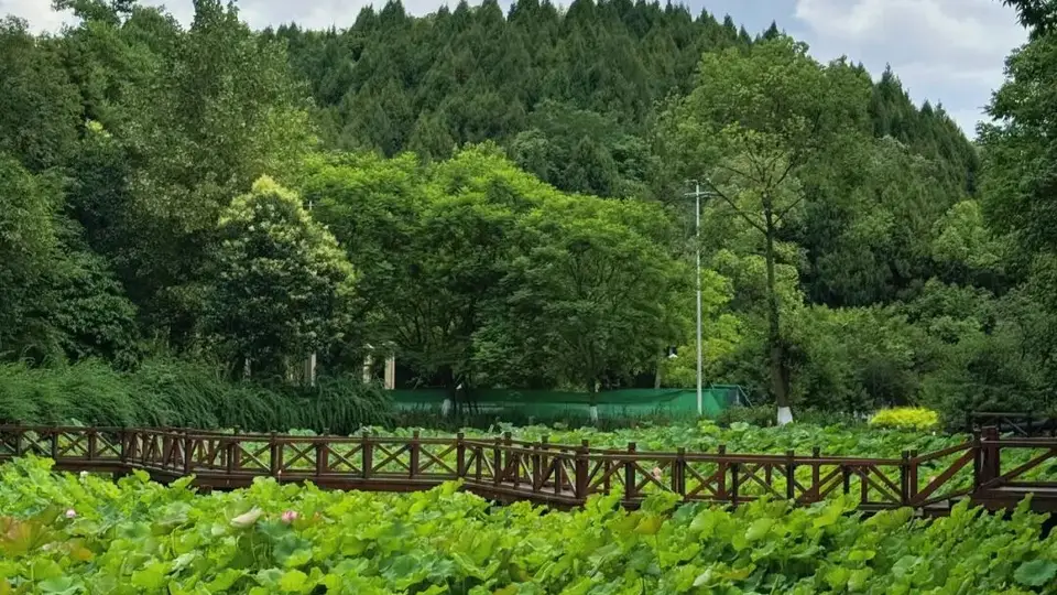 德阳夏日赏荷攻略上线 多元荷塘场景邀你开启亲水纳凉体验