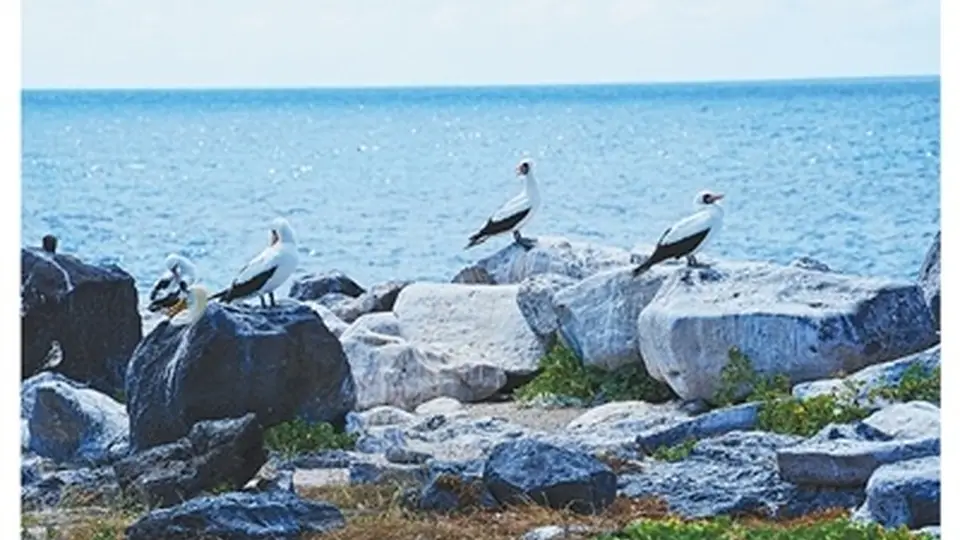 “生物进化博物馆”加拉帕戈斯（旅人心语）