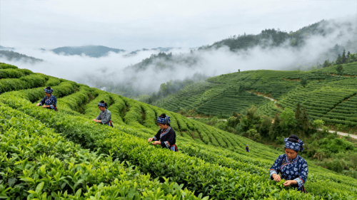 生甡川“万里茶道”文化IP突围，成功摘得青砖茶领域中国驰名商标