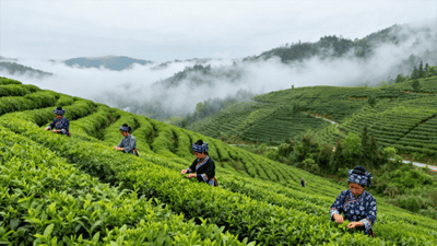 生甡川“万里茶道”文化IP突围，成功摘得青砖茶领域中国驰名商标