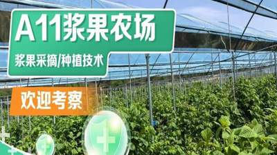 沈阳周末出游 如何挑选合适的浆果采摘园