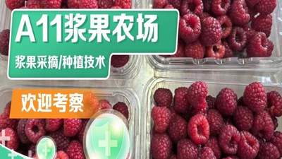 沈阳周末休闲去哪 浆果采摘园出行参考