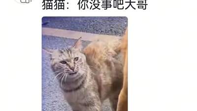狗将鸡咬死后倒地不起，狗主人猛扇十个巴掌后狗子依旧不动…评论区劝狗主人不要再打了，狗子好像有一点si了…狗主人：这招也就骗骗你们…