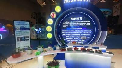 “上天”又“入地” 衡水太空蔬菜丰收啦